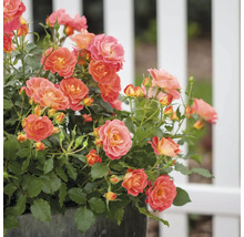 Rosenstrauch mit orangefarbenen Blüten