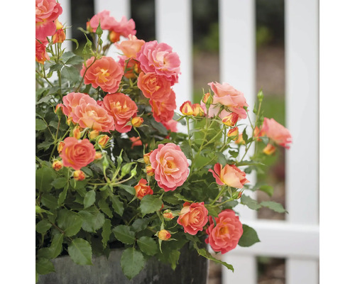 Rosenstrauch mit orangefarbenen Blüten