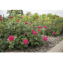 Rosenstrauch im Garten