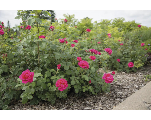 Rosenstrauch im Garten