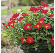 Topfrose mit roten Blüten und grünen Blättern