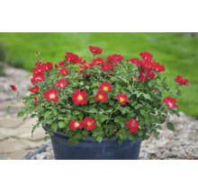 Rose im Topf mit roten Blüten