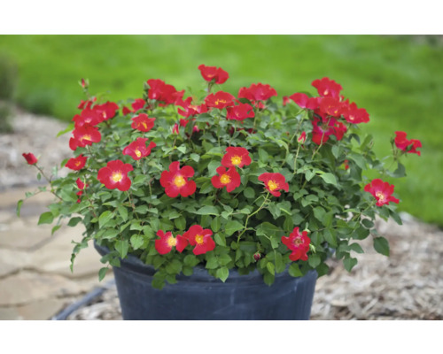 Rose im Topf mit roten Blüten