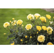 Gelbe Rosenblüten im Garten
