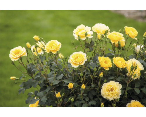 Gelbe Rosenblüten im Garten