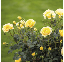 Gelbe Rosenblüten im Garten