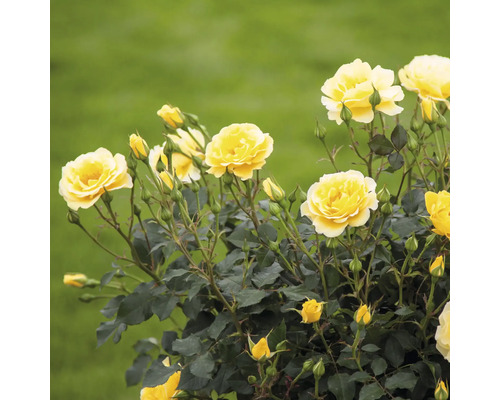 Gelbe Rosenblüten im Garten