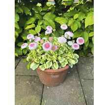 Gänseblümchen in einem Topf im Garten