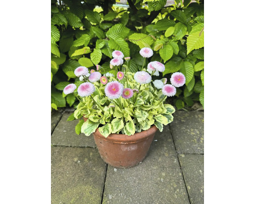 Gänseblümchen in einem Topf im Garten