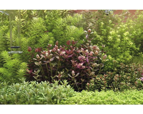 Aquarium mit verschiedenen Wasserpflanzen