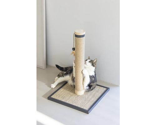 Katze benutzt einen Kratzbaum mit Sisalstamm und Spielzeug