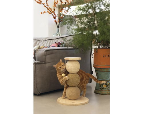 Katze spielt mit einem Kratzbaum im Wohnzimmer.