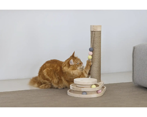 Katze spielt mit Kratzbaum und Spielzeug