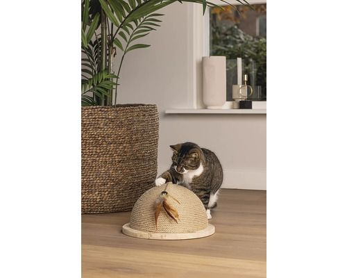 Katze spielt mit einem Kratzspielzeug mit Federn in einem Wohnzimmer.