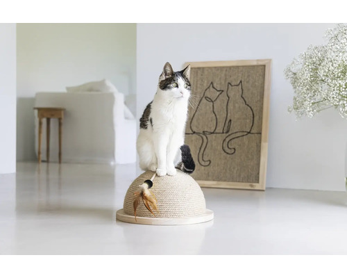 Katze sitzt auf einem Katzenkratzbaum in einem hellen Raum.