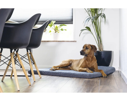 Ein Hund liegt auf einer Hundematte in einem Wohnzimmer mit Stühlen und einer Zimmerpflanze.