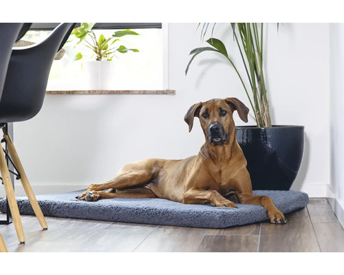 Rhodesian Ridgeback liegt auf einem Hundebett im Wohnzimmer.