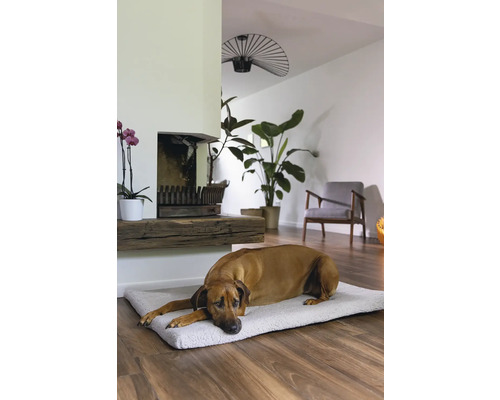 Hund liegt auf einem Hundebett in einem hellen Wohnzimmer.