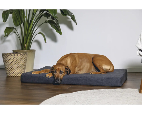 Hund liegt auf einem Hundebett in einem hellen Raum.