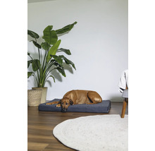 Hund liegt auf einem Hundebett in einem hellen Raum mit Topfpflanze und Teppich.