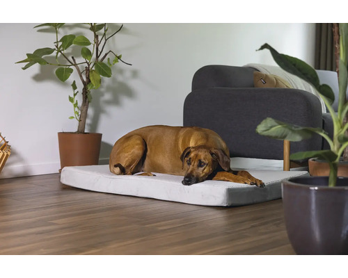 Ein Hund liegt auf einem Hundebett in einem Wohnzimmer mit Pflanzen und einem Sessel.