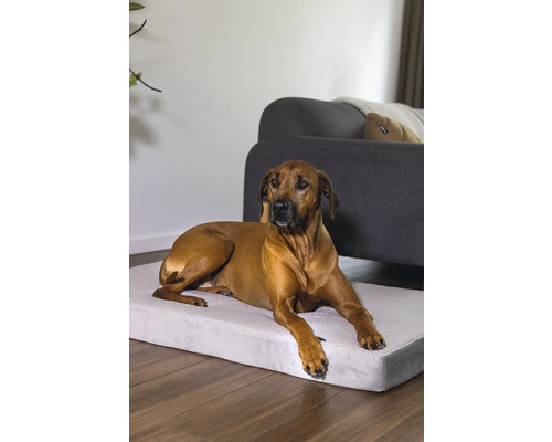 Ein Rhodesian Ridgeback liegt auf einem Hundebett im Wohnzimmer.