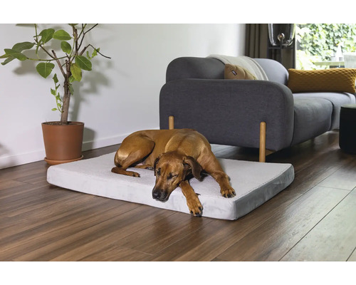 Hund liegt auf einem Hundebett im Wohnzimmer.