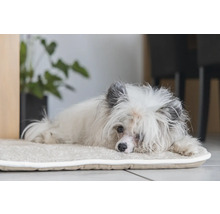 Ein weißer Hund liegt auf einem Hundebett.