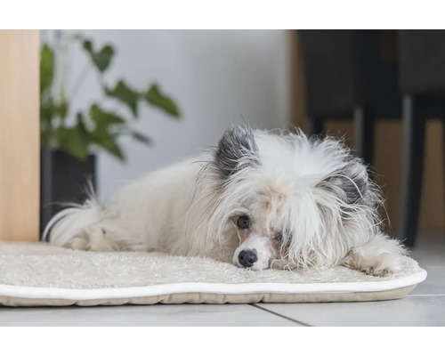 Ein weißer Hund liegt auf einem Hundebett.