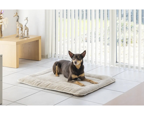 Hund liegt auf Hundebett im Innenbereich