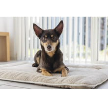 Ein Hund liegt auf einem Hundebett.