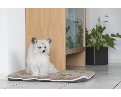 Hund auf Hundebett im Innenbereich