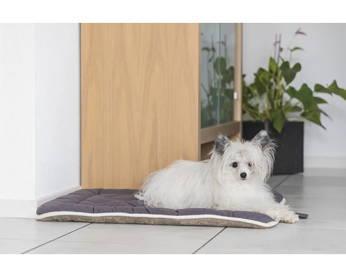 Kleiner Hund ruht auf einem Hundebett