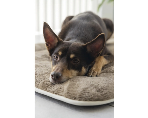 Ein brauner Hund ruht auf einem Hundebett.