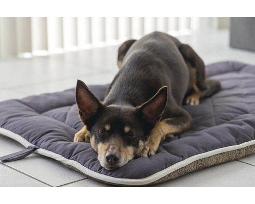 Schlafender Hund auf einer Hundematratze