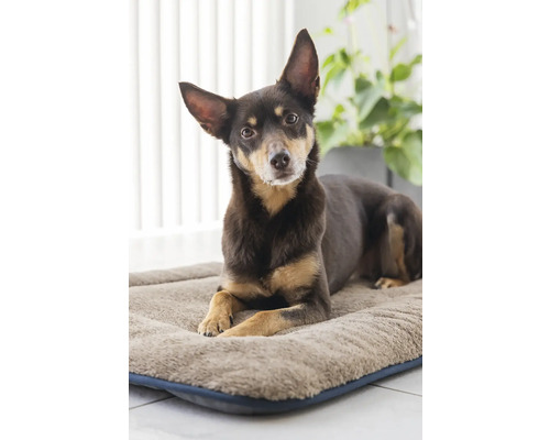 Hund liegt auf einem Hundebett