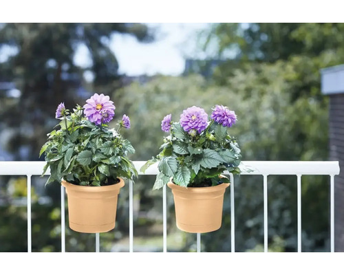 Zwei Dahlien in Töpfen hängen an einem Balkongeländer.