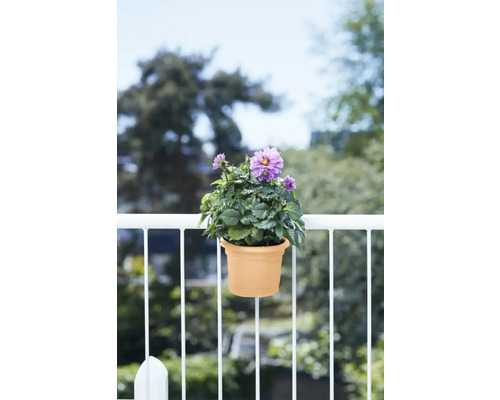 Blumentopf mit lila Blüten an einem Balkongeländer