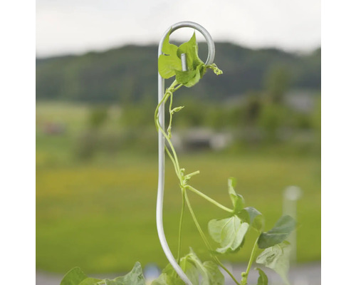 Pflanze, die an einer Rankhilfe wächst