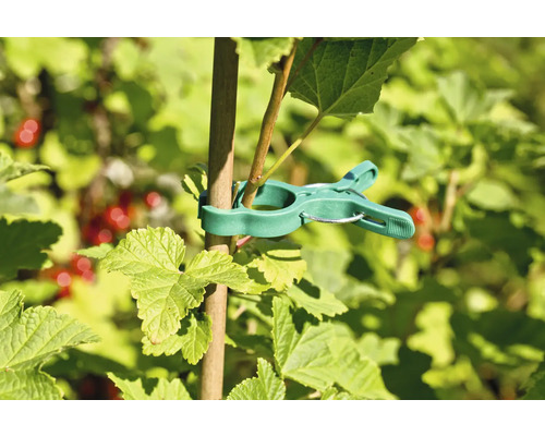 Pflanzenklammer zur Befestigung von Pflanzen an einem Stab