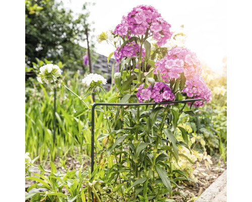 Nelkenbeet mit Pflanzenstütze im Garten