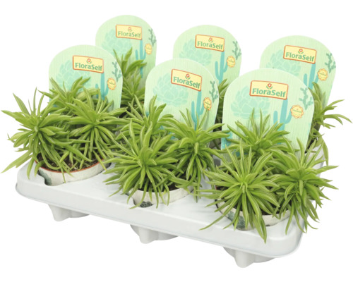 Peperomie, Zwergpfeffer 'Happy Bean' FloraSel Peperomia 'Happy Bean' Ø 10,5 cm Topf Mehrere Erbsenpflanzen in Töpfen auf einem Träger für den Transport.