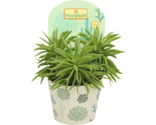 Senecio barbertonicus Zimmerpflanze im Topf mit FloraSelf Etikett