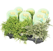 Rhipsalis-Sortiment im Tray mit FloraSelf Etikett