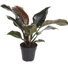 Philodendron Zimmerpflanze in einem Topf