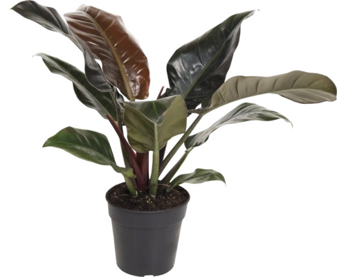 Baumfreund FloraSelf Philodendron 'Imperial Red' H ca. 55 cm Ø 19 cm Topf