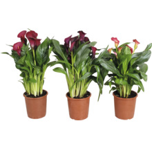 Drei Zantedeschia Pflanzen in Töpfen