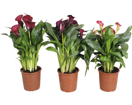 Calla, Zantedeschia Indian Summer Mix FloraSelf H ca. 45 cm Ø 12 cm Topf versch. Sorten, zufällige Sortenauswahl Drei Zantedeschia Pflanzen in Töpfen