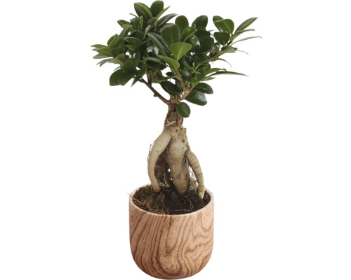 Chinesische Feige FloraSelf Ficus microcarpa Ginseng Ø 11 cm Topf inkl. Keramik Übertopf Sophia, sortiert