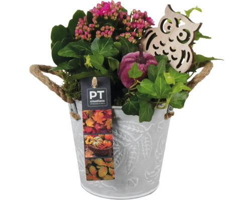 Zimmerpflanzen Arrangement FloraSelf Ø 12 cm Zinktopf mit 2 Pflanzen